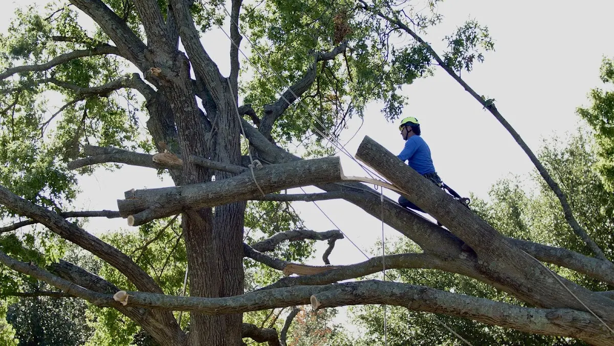 Professional Hazardous Tree Removal performed by certified arborists in Mcalister